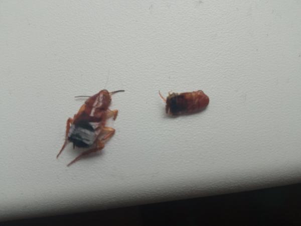 Čo je to za chrobáka?