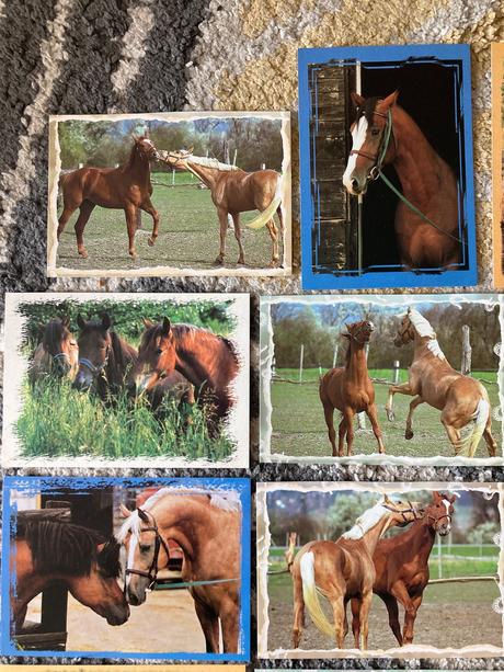 Pohľadnice koní nepopísané 11ks,