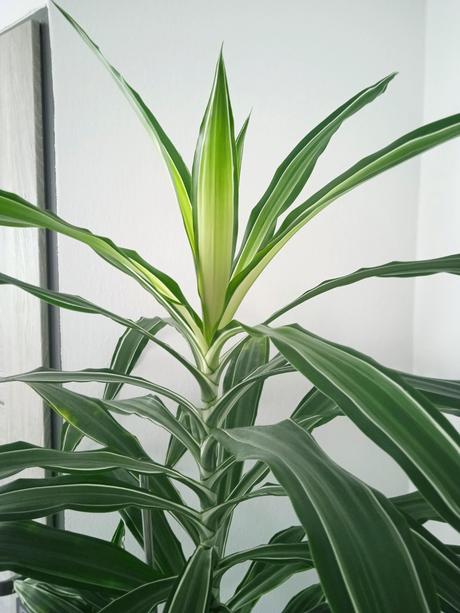 Dracena, 