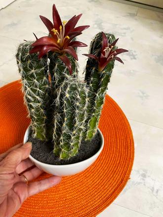 Kvitnúci umelý kaktus, 