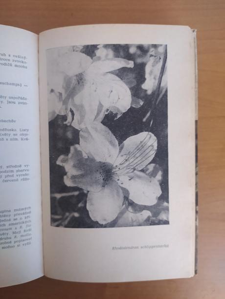 Stále zelené, opadavé a popínavé dreviny našich zá, 