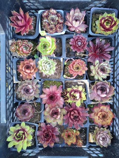 Ružové skalné ruže,