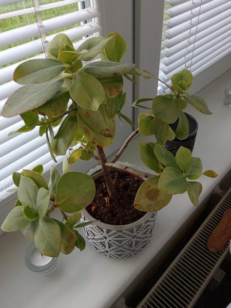 Ako pomôcť ochabnutej kvetine po presťahovaní?