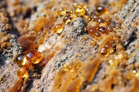 Propolisovo zivicova mast, 