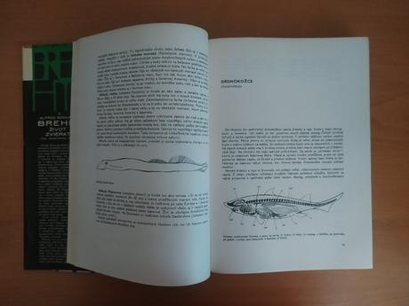 Ryby, obojživelníky, plazy, 