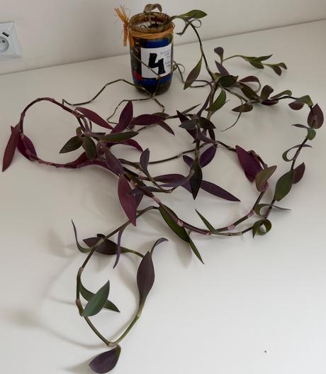 Tradescantia pallida purple heart č.4 za 3eur,