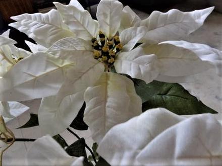 Veľká vianočná ruža,