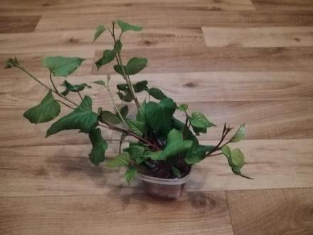 Sadeničky/priesady oranžových batátov, 