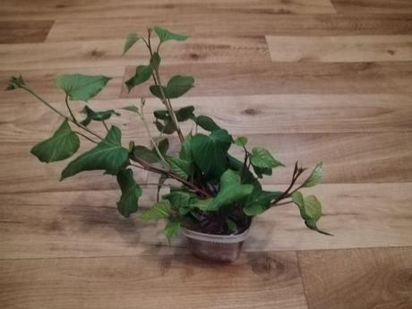 Sadeničky/priesady oranžových batátov, 