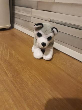 Mam na predaj psika,