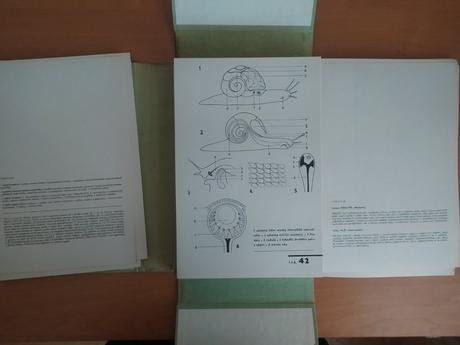 Biologický náčrtník, 