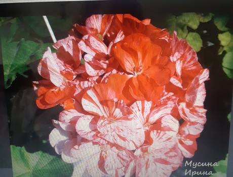 Krásny muškát netradičny pepermint twiat, 