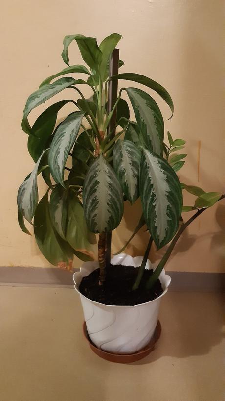 Predám kvet v bielom črepniku., 