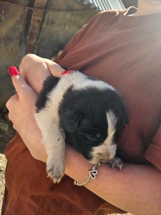 Darovanie šteniatok, 