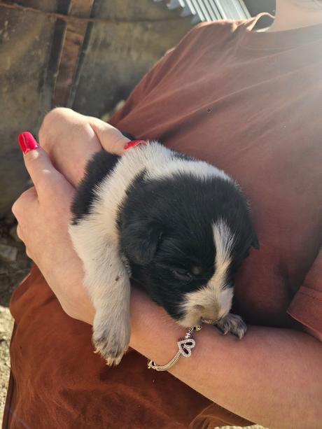 Darovanie šteniatok, 