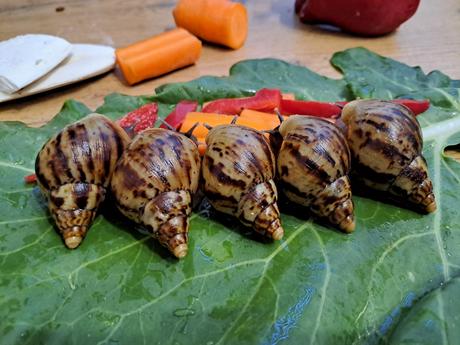Africký slimáky  lissachatina reticulata klasik, 