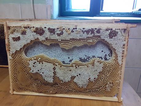 Prírodná bio sviečka zo včelieho vosku, 