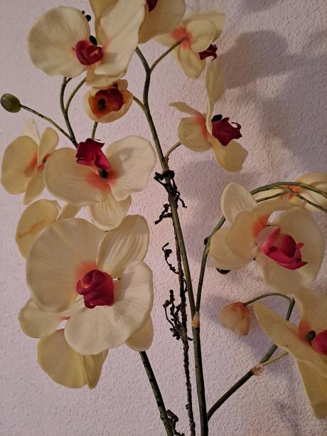 Krásna umelá orchidea, 