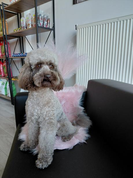 Salón pre psov lusi , ponúkam kompletnú úpravu psí,