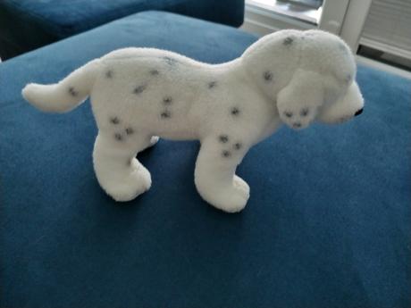 Dalmatinko cca 20 cm sirka, 