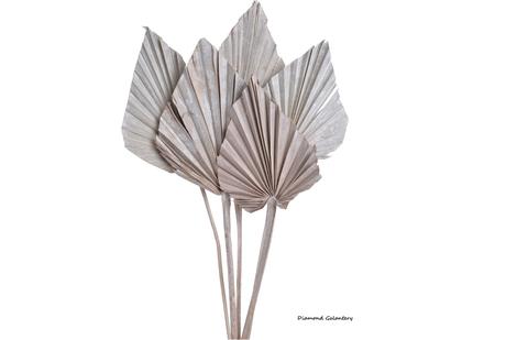 Palmové listy -50-55 cm - bielené, 