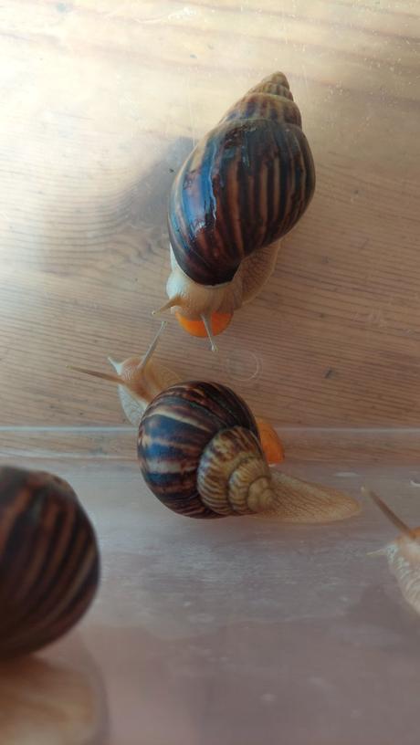 Africký slimák lissachatina, 