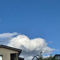slug