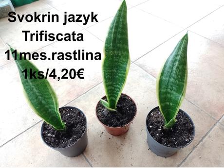 Izbové kvetinky,
