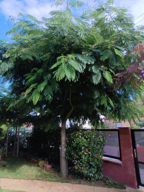 Semienka albizie ružovej 50ks, 