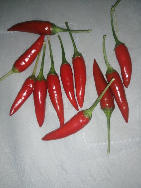Chilli papričky,