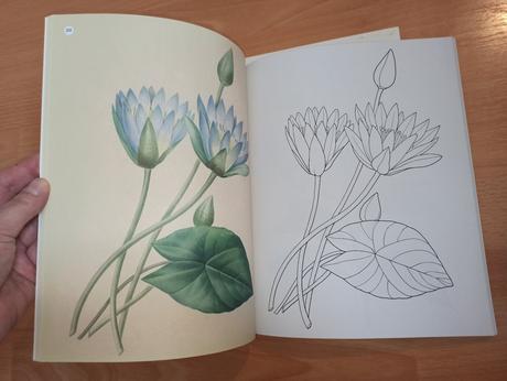 Colouring birds flowers butterflies, 