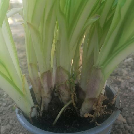 Hosta okrasné listy, 