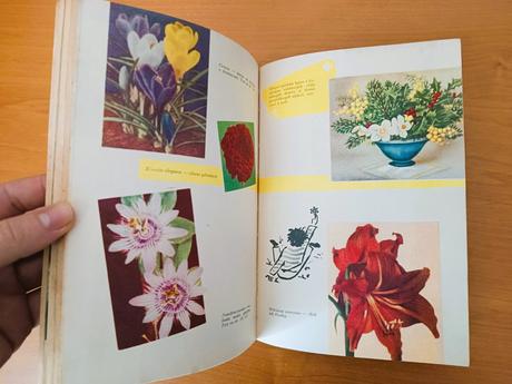 Okrasné rastliny (1960), 