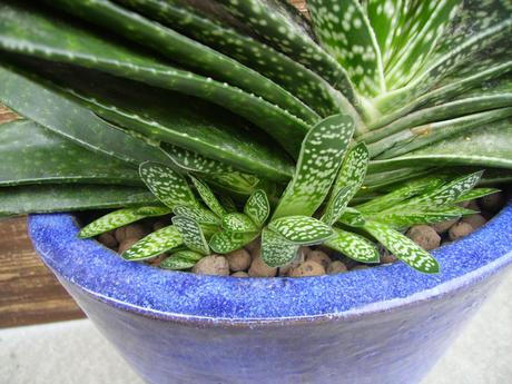 Gastéria bradavičnatá (sukulent) - mládnik, 