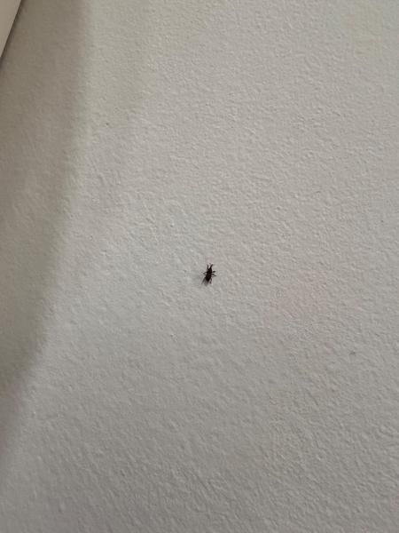 Ako identifikovať chrobáky vo vašom byte?