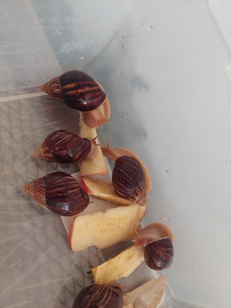 Africký slimák lissachatina, 