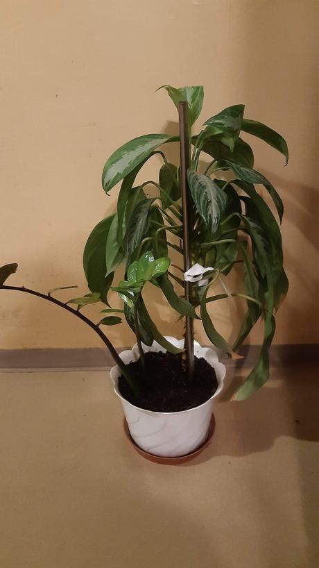 Predám kvet v bielom črepniku., 