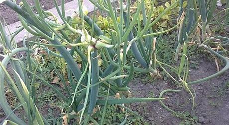 Cibuľka pochúťková-poschodová-kráčajúca 32 ks,