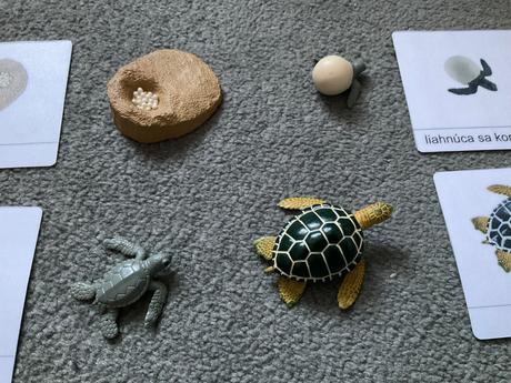 Zivotny cyklus morska korytnacka + karty, 