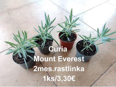 Izbové kvetinky,