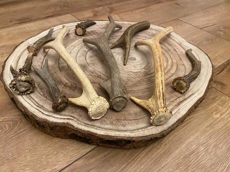 Parôžky - parožie, 