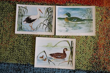 Obrazy/postery/obrázky zvierat,