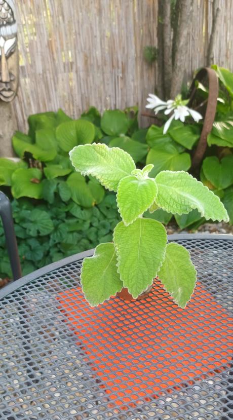 Austrálsky citrónový nádchovník, 