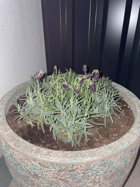 Prečo levanduľa v kvetináči opadáva?