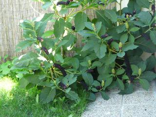 Malý asi zjedol jedovatú bobulu. Čo mám robiť?