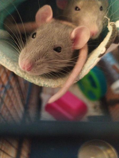 Hľadá sa domov pre potkanieho miláčika