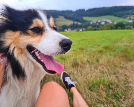 Predám psíka border kóliu,