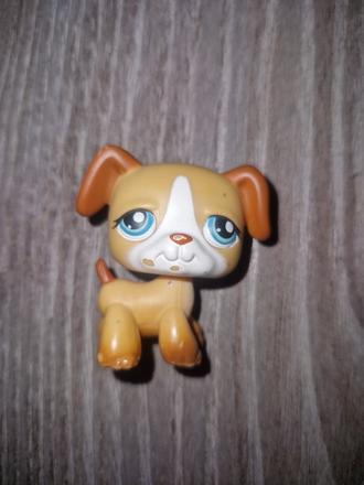 Littlest pet shop boxer,