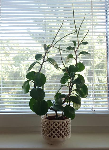 Vzdyzelena peperomia / pieprovec,