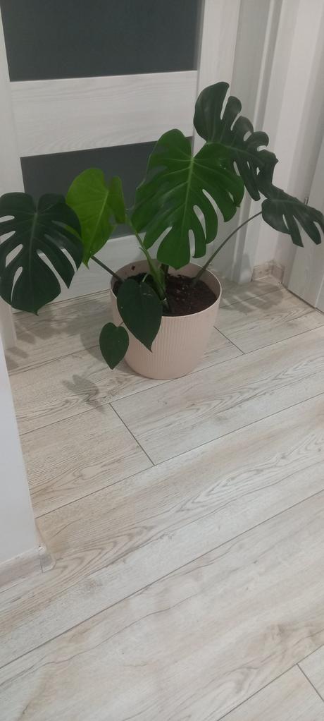 Veľká monstera, 